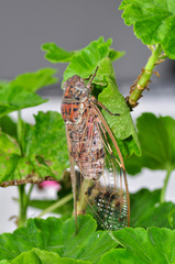 Megapomponia imperatoria