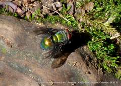 Blepharicnema splendens