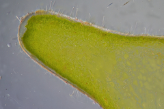 Apjohnia laetevirens