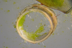 Apjohnia laetevirens