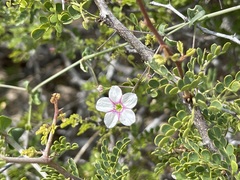 Commicarpus brandegeei