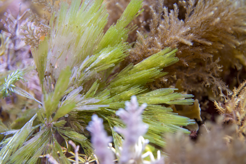 Siphonocladaceae