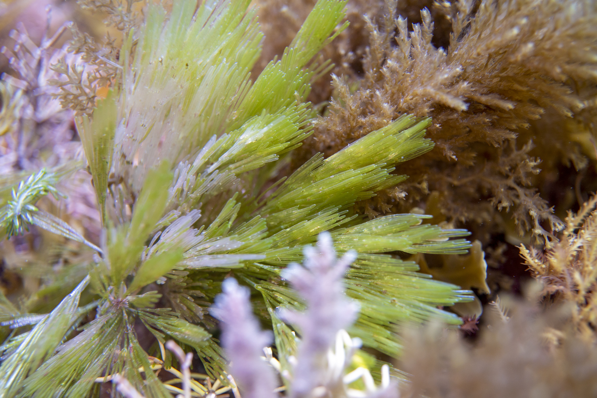 Siphonocladaceae