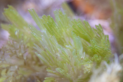 Apjohnia laetevirens