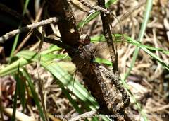 Rhionaeschna marchali