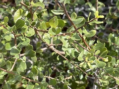 Diospyros intricata