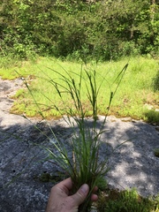 Carex oligocarpa