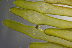 Apjohnia laetevirens