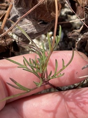 Bidens cabopulmensis