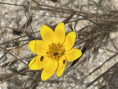 Bidens cabopulmensis