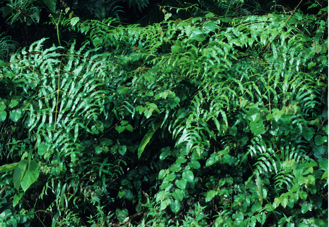 Histiopteris stipulacea