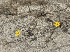 Bidens cabopulmensis