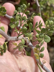Bursera exequielii