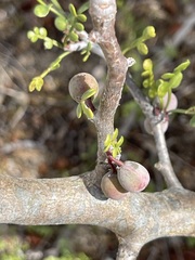 Bursera exequielii