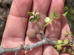 Bursera exequielii