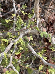 Bursera exequielii