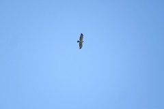Buteo brachyurus