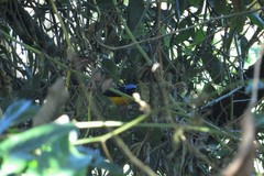 Chlorophonia cyanocephala
