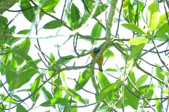 Chlorophonia cyanocephala