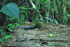 Momotus aequatorialis