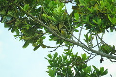 Setophaga fusca