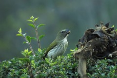 Saltator striatipectus