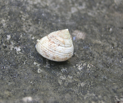 Eutrochatella costata observed 2007-12-15