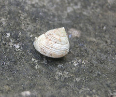 Eutrochatella costata