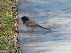 Junco hyemalis
