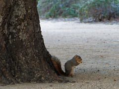 Sciurus niger