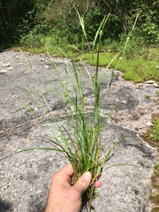 Carex oligocarpa