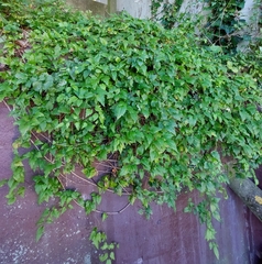 Clematis vitalba