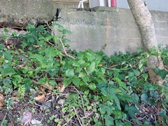 Clematis vitalba