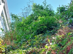 Clematis vitalba