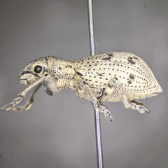 Ericydeus lautus