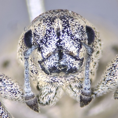 Ericydeus lautus