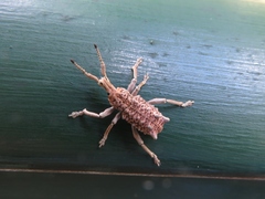 Leptopius setosus