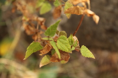 Ageratina glechonophylla