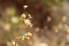 Ageratina glechonophylla