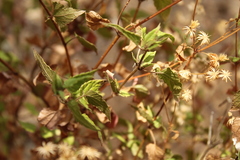 Ageratina glechonophylla