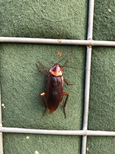 American Cockroach