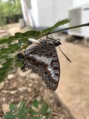 Charaxes junius
