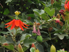 Passiflora manicata