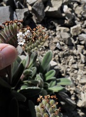 Myosotis traversii traversii