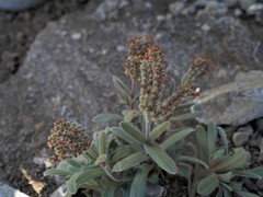 Myosotis traversii traversii