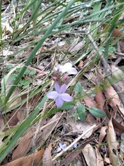 Pseuderanthemum variabile