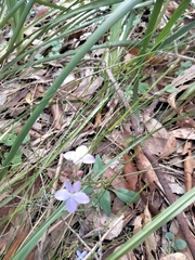 Pseuderanthemum variabile