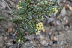 Baccharis obovata