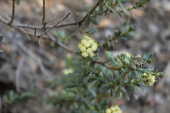 Baccharis obovata