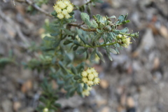 Baccharis obovata